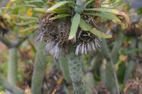 06-05-2009 : Tenerife, Jour 03, El Buen Paso, Mirador de Lomo Molino, Mirador de la Monja