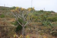 06-07-2009 : Tenerife, Jour 05, la Ladera de Güimar, Mirador Don Martin, Corona Forestal