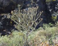 06-12-2001 : Tenerife, Jour 03, Barranco del infernio près d'Adeje