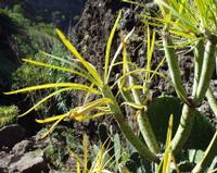 06-14-2001 : Tenerife, Jour 05, Barranco de Masca, plaine côtière NO
