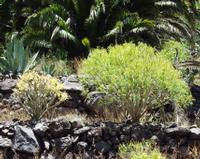 06-14-2001 : Tenerife, Jour 05, Barranco de Masca, plaine côtière NO