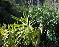06-14-2001 : Tenerife, Jour 05, Barranco de Masca, plaine côtière NO