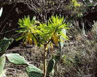 06-14-2001 : Tenerife, Jour 05, Barranco de Masca, plaine côtière NO
