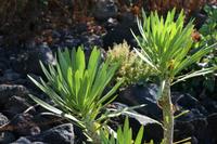 05-23-2009 : La Palma, Jour 01, Breña Baja, Mazo, la Montaña