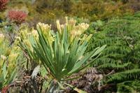 05-23-2009 : La Palma, Jour 01, Breña Baja, Mazo, la Montaña