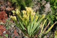 05-23-2009 : La Palma, Jour 01, Breña Baja, Mazo, la Montaña