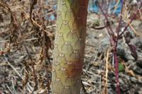05-24-2009 : La Palma, Jour 02, Barranco de las Nieves