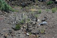 05-26-2009 : La Palma, Jour 04, Coulée de lave, Fuencaliente, Volcan Teneguia