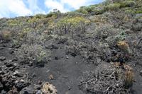05-26-2009 : La Palma, Jour 04, Coulée de lave, Fuencaliente, Volcan Teneguia