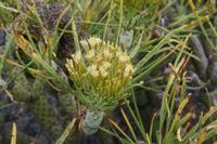 05-26-2009 : La Palma, Jour 04, Coulée de lave, Fuencaliente, Volcan Teneguia