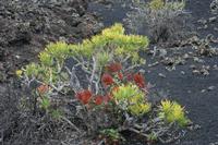 05-26-2009 : La Palma, Jour 04, Coulée de lave, Fuencaliente, Volcan Teneguia