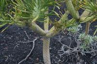 05-26-2009 : La Palma, Jour 04, Coulée de lave, Fuencaliente, Volcan Teneguia