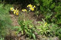 06-03-2009 : Tenerife, Jour 01, Garachico, Montaña de Taco, Punta de Teno, Masca