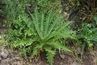 06-03-2009 : Tenerife, Jour 01, Garachico, Montaña de Taco, Punta de Teno, Masca