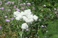 06-03-2009 : Tenerife, Jour 01, Garachico, Montaña de Taco, Punta de Teno, Masca