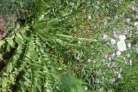 06-03-2009 : Tenerife, Jour 01, Garachico, Montaña de Taco, Punta de Teno, Masca