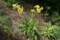 06-03-2009 : Tenerife, Jour 01, Garachico, Montaña de Taco, Punta de Teno, Masca
