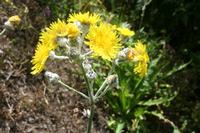 06-03-2009 : Tenerife, Jour 01, Garachico, Montaña de Taco, Punta de Teno, Masca