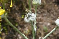 06-03-2009 : Tenerife, Jour 01, Garachico, Montaña de Taco, Punta de Teno, Masca