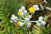 06-05-2009 : Tenerife, Jour 03, El Buen Paso, Mirador de Lomo Molino, Mirador de la Monja