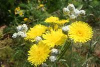 06-05-2009 : Tenerife, Jour 03, El Buen Paso, Mirador de Lomo Molino, Mirador de la Monja