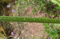 06-05-2009 : Tenerife, Jour 03, El Buen Paso, Mirador de Lomo Molino, Mirador de la Monja