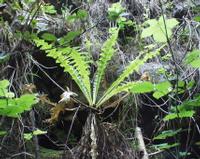 06-11-2001 : Tenerife, Jour 02, Montaña roja, déjeuner versant Sud, la Caldera du Teide