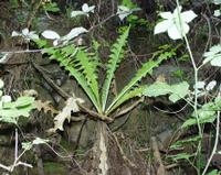 06-11-2001 : Tenerife, Jour 02, Montaña roja, déjeuner versant Sud, la Caldera du Teide