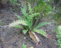 06-11-2001 : Tenerife, Jour 02, Montaña roja, déjeuner versant Sud, la Caldera du Teide