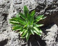 06-12-2001 : Tenerife, Jour 03, Barranco del infernio près d'Adeje