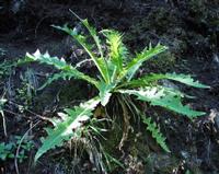 06-13-2001 : Tenerife, Jour 04, Ponte del Agua