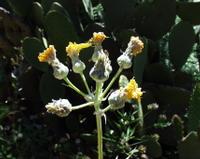 06-13-2001 : Tenerife, Jour 04, Ponte del Agua