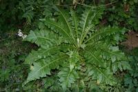 05-31-2009 : La Gomera, Jour 02, Hermigua, Vallehermoso, los Chorros de Epina