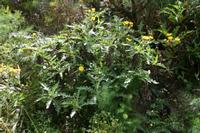 06-03-2009 : Tenerife, Jour 01, Garachico, Montaña de Taco, Punta de Teno, Masca
