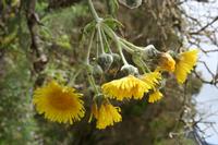 06-03-2009 : Tenerife, Jour 01, Garachico, Montaña de Taco, Punta de Teno, Masca
