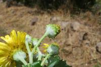 06-03-2009 : Tenerife, Jour 01, Garachico, Montaña de Taco, Punta de Teno, Masca