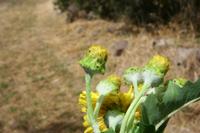 06-03-2009 : Tenerife, Jour 01, Garachico, Montaña de Taco, Punta de Teno, Masca