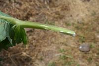 06-03-2009 : Tenerife, Jour 01, Garachico, Montaña de Taco, Punta de Teno, Masca