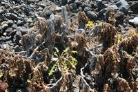 06-03-2009 : Tenerife, Jour 01, Garachico, Montaña de Taco, Punta de Teno, Masca