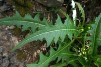 06-03-2009 : Tenerife, Jour 01, Garachico, Montaña de Taco, Punta de Teno, Masca
