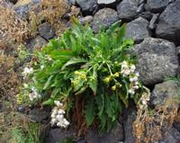 06-13-2001 : Tenerife, Jour 04, Ponte del Agua