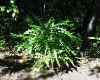 06-13-2001 : Tenerife, Jour 04, Ponte del Agua