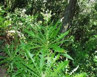 06-13-2001 : Tenerife, Jour 04, Ponte del Agua