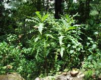06-13-2001 : Tenerife, Jour 04, Ponte del Agua