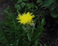 06-13-2001 : Tenerife, Jour 04, Ponte del Agua