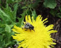 06-13-2001 : Tenerife, Jour 04, Ponte del Agua