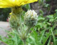 06-13-2001 : Tenerife, Jour 04, Ponte del Agua