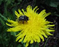 06-13-2001 : Tenerife, Jour 04, Ponte del Agua