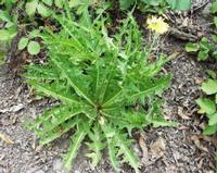 06-13-2001 : Tenerife, Jour 04, Ponte del Agua