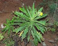 06-15-2001 : Tenerife, Jour 06, Forêt pluviale, Massif Taganana, Anaga